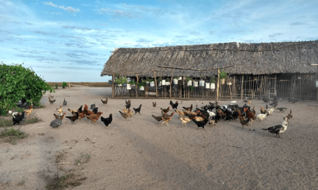 3gleba_taua_capa gleba_taua_capa