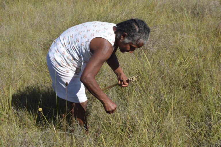 Dona Isabel harvesting golden grass in the quilombola territory.